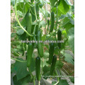 Chinese/Asian Hybrid F1 Cucumber Seeds-All Varieties